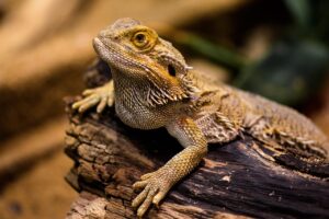 キッズレッスンが離乳食対応の宿泊施設はどこにある？