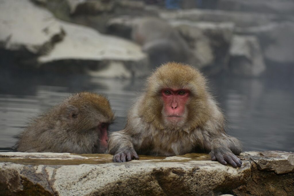 露天風呂付き客室で子連れ旅行に最適な宿は？