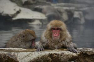 露天風呂付き客室で子連れ旅行に最適な宿は？