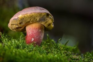 子供が旅行中にご飯を食べない時の対処法は？