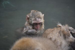 赤ちゃん連れで露天風呂に入る際の温度に関する注意点は？